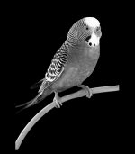 realistic budgie etched design