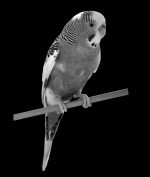 realistic budgie etched design